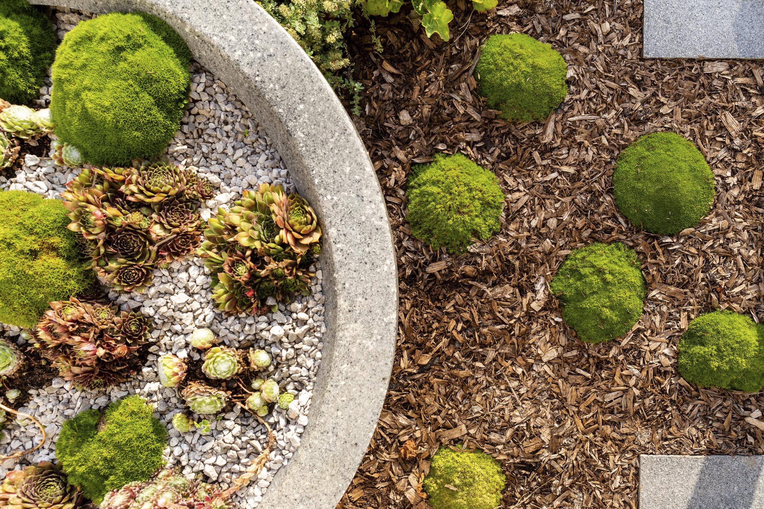 Planting schemes garden designers