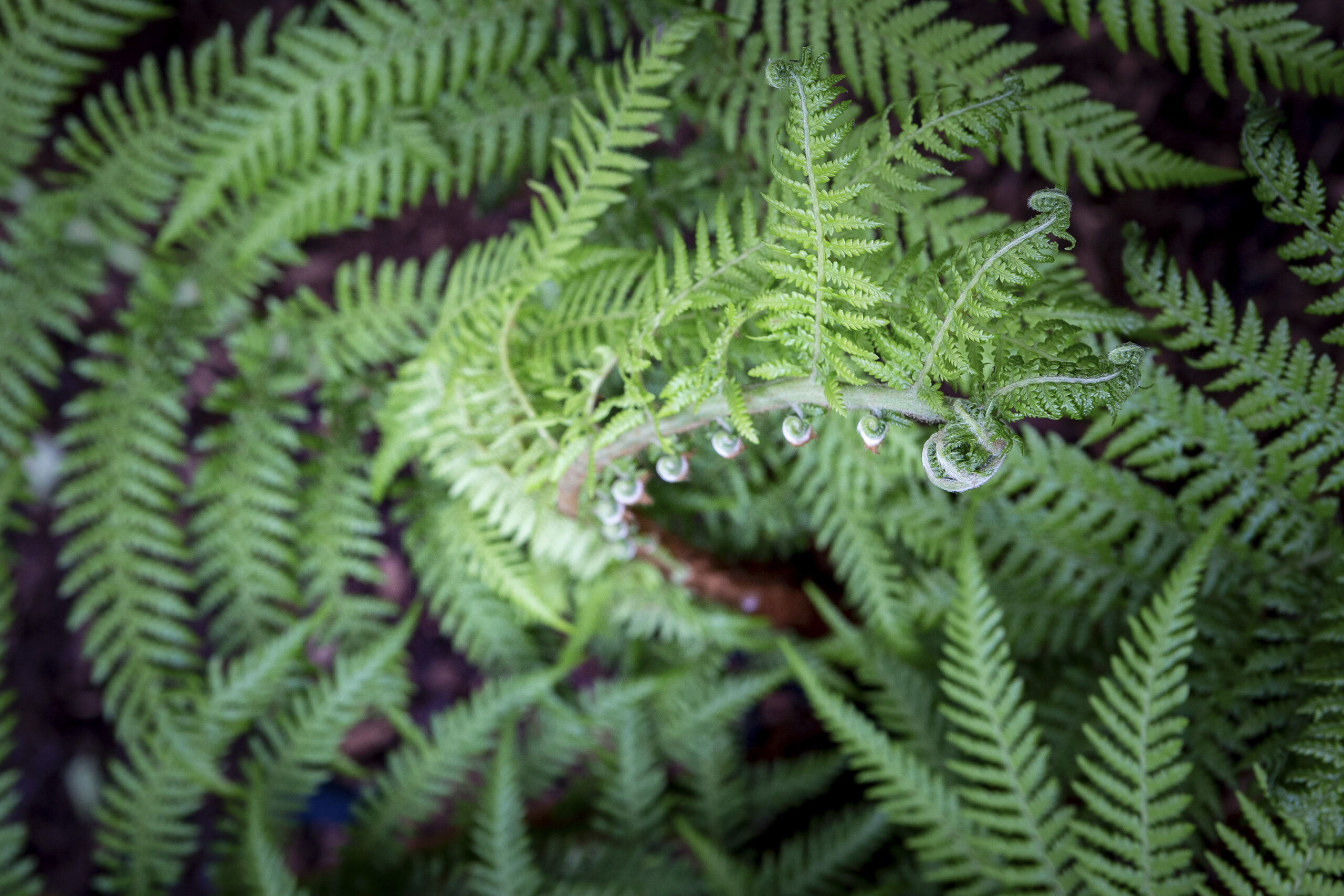 Vibrant Green woodland planting garden design
