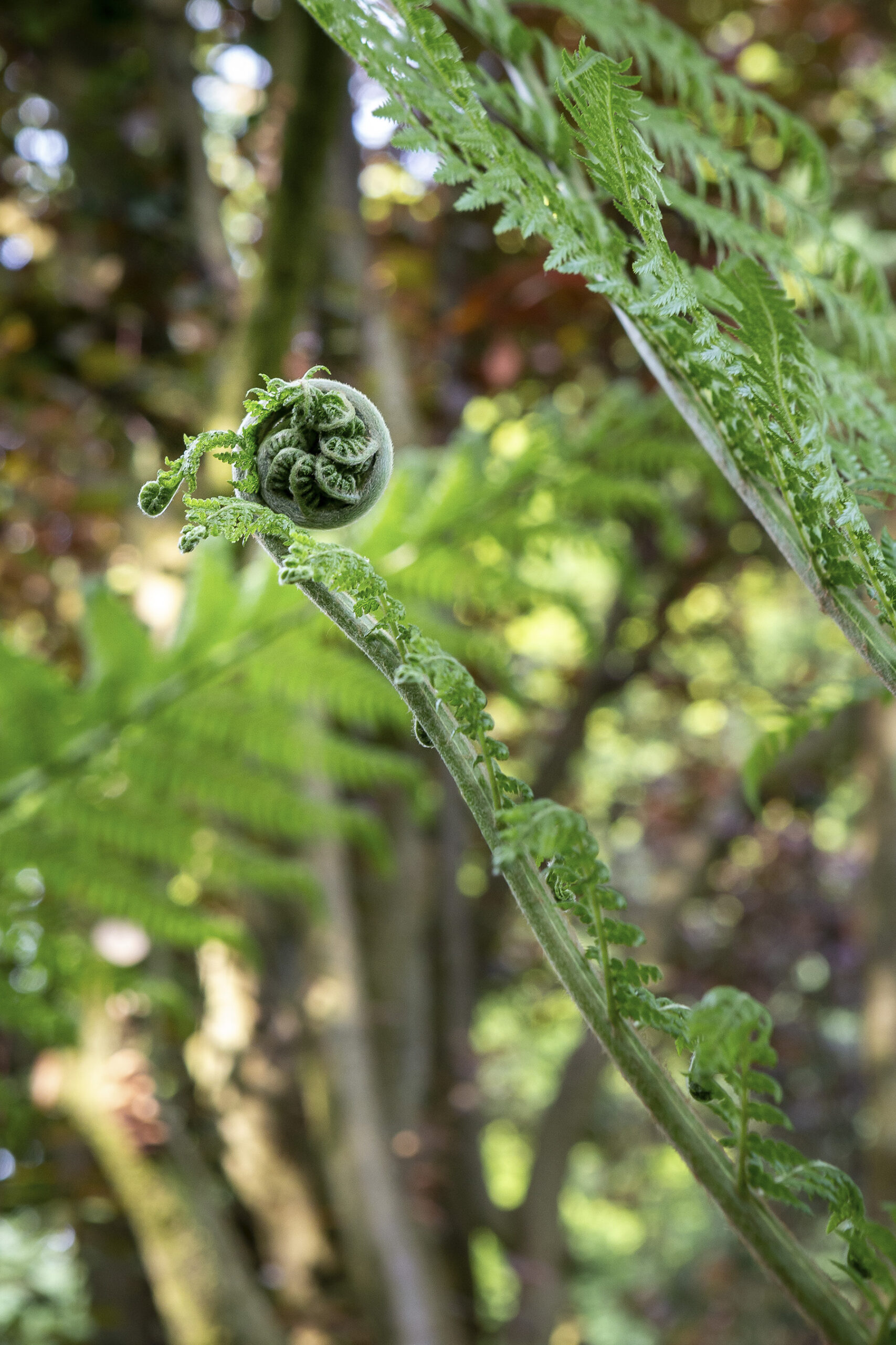 Green woodland planting garden design