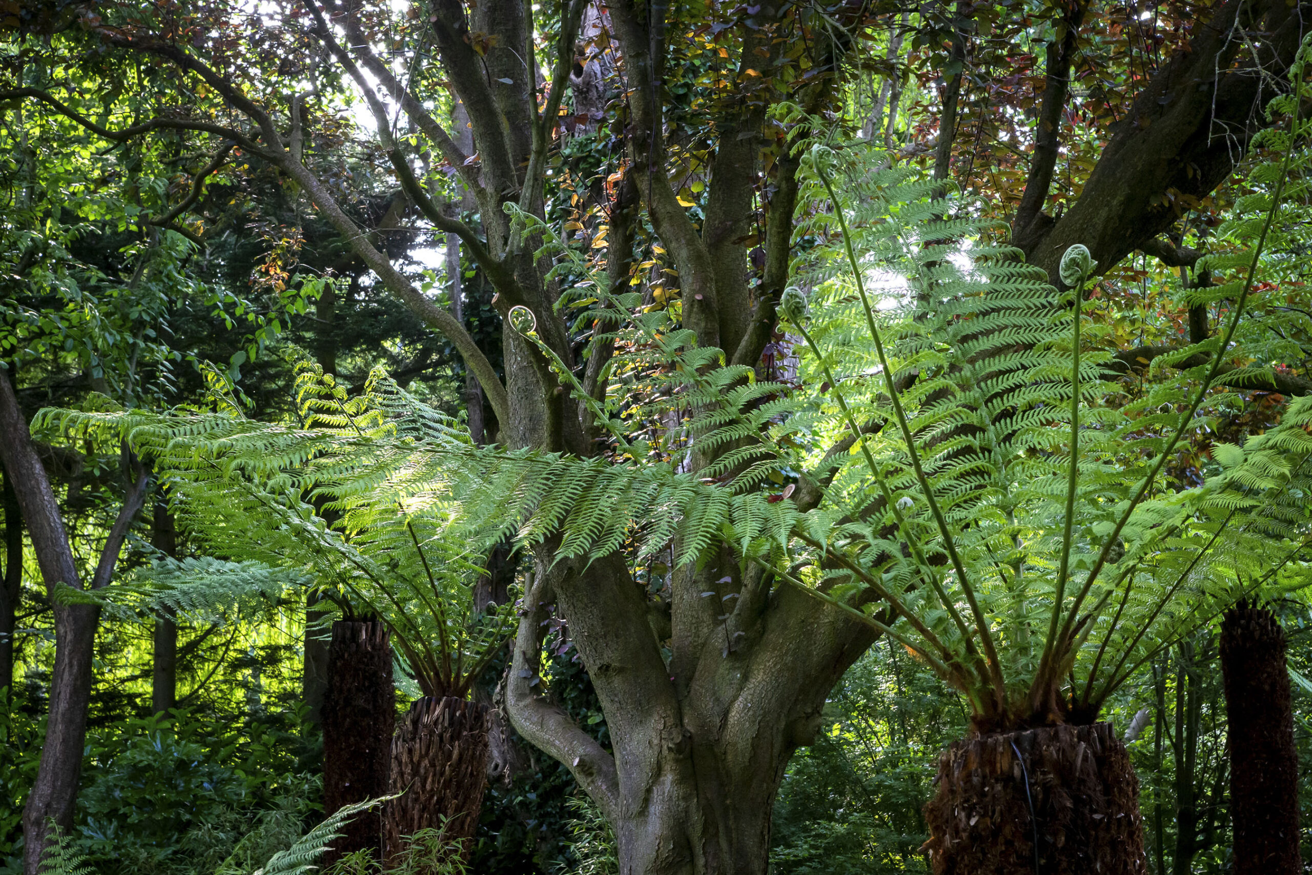Luxury forest garden design