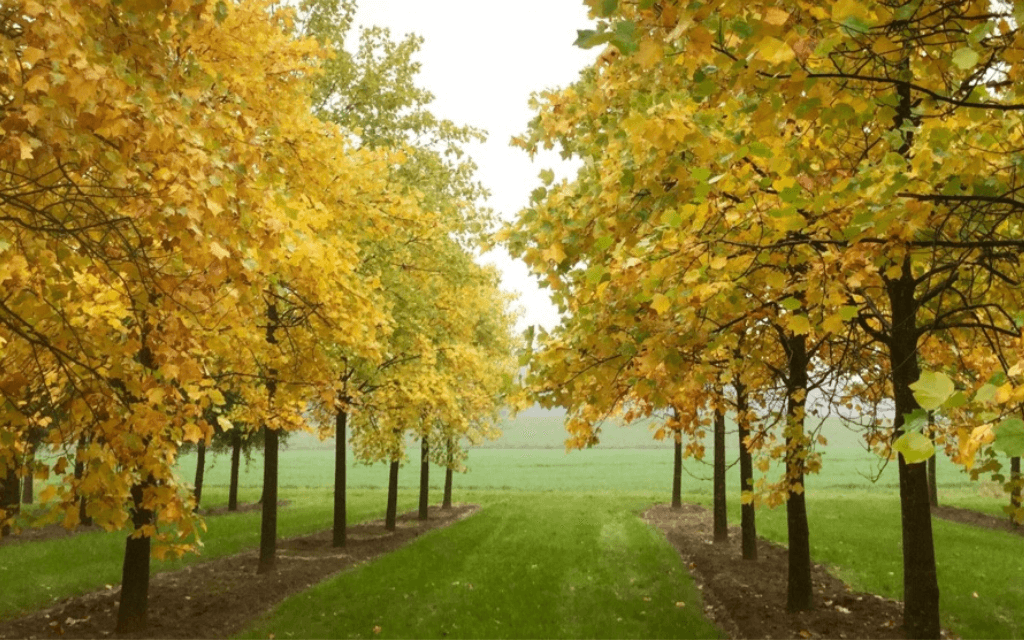 yellow autumn tree garden design