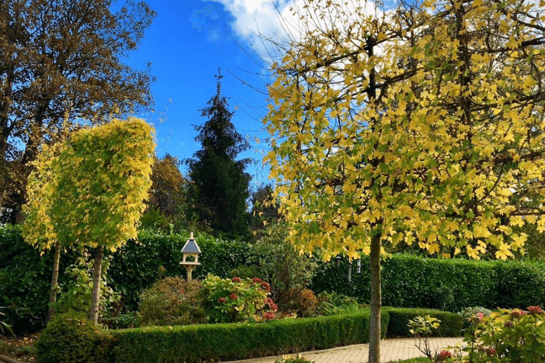 autumn tree garden design