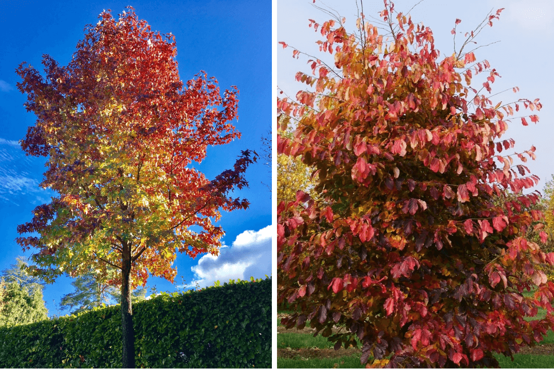 vibrant autumn tree garden design