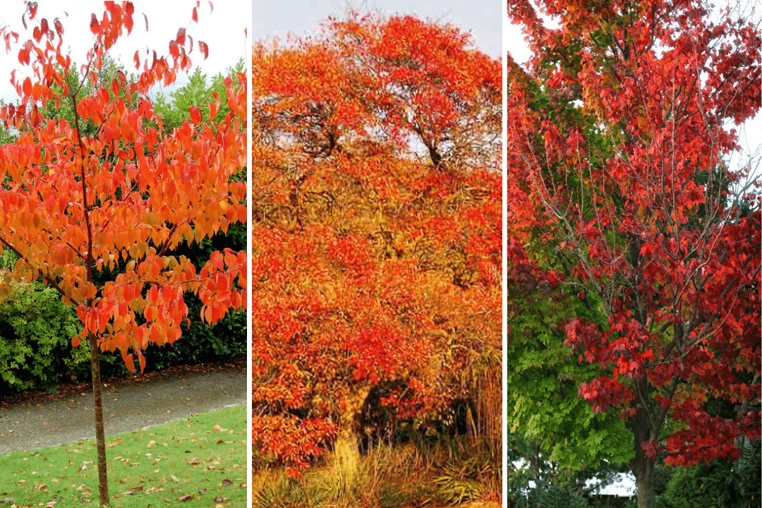vibrant autumn tree garden design