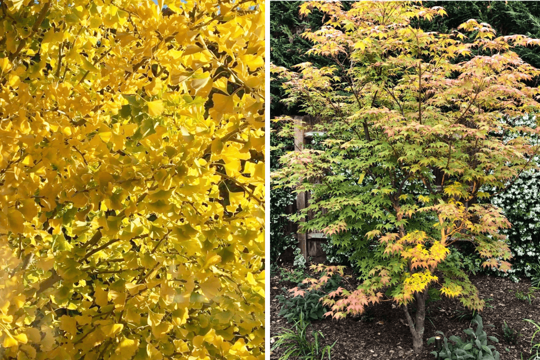 vibrant autumn tree garden design