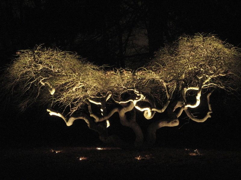 uplighting spotlights trees garden designers