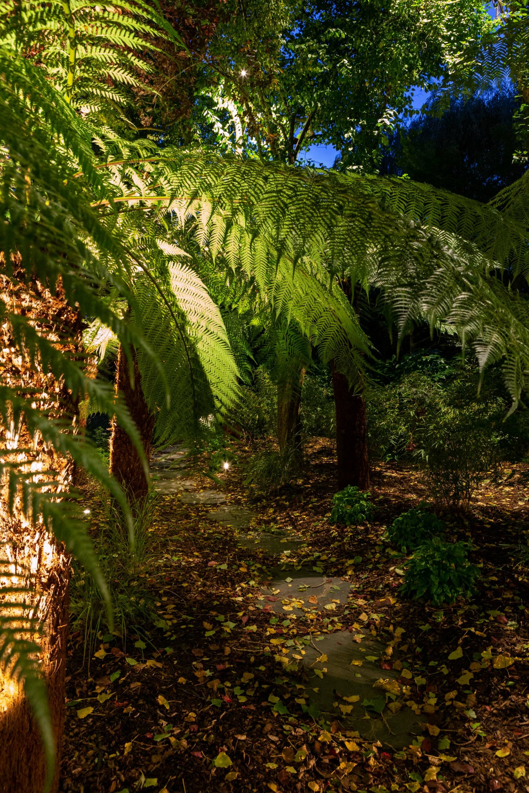 Fern trees woodland garden design